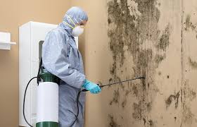 Best Environmental Consulting for Mold Prevention in Shillington, PA